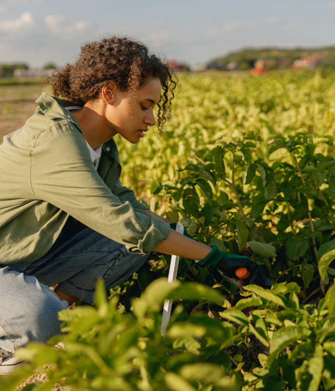 A woman bending down to tend to crops in a field