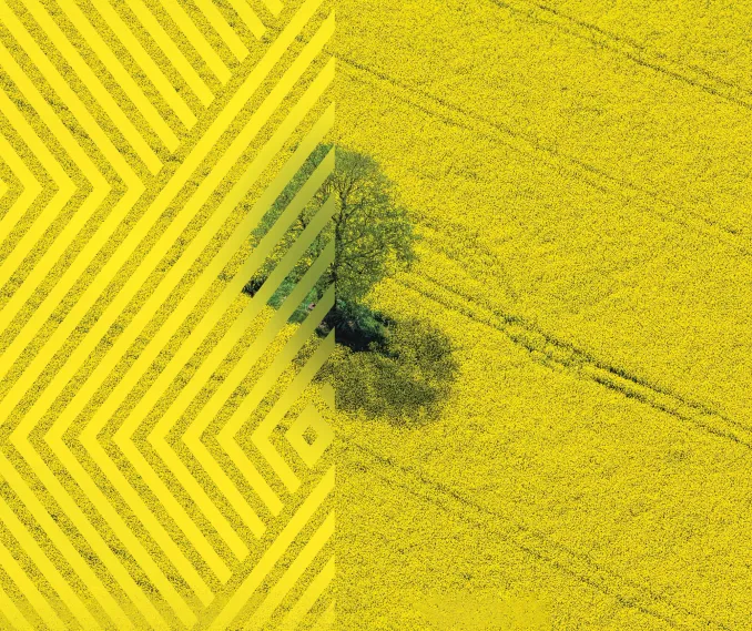 A tree within a yellow field